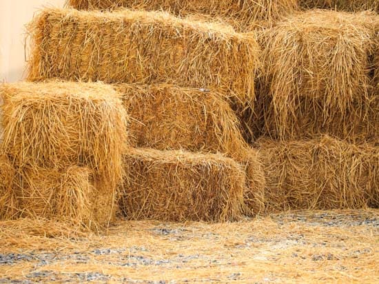 Foin à volonté Quel type de foin est considéré comme le meilleur choix pour nourrir les chevaux ?