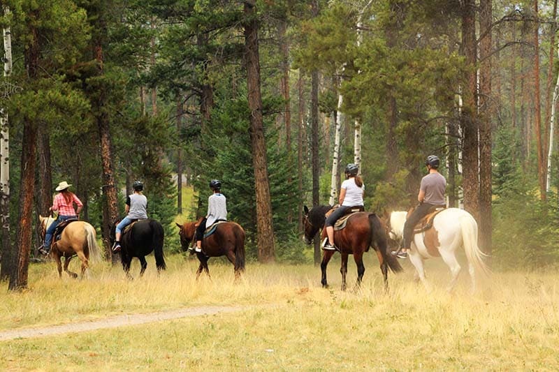 Comment intégrer un cheval dans un troupeau ? Lamanon