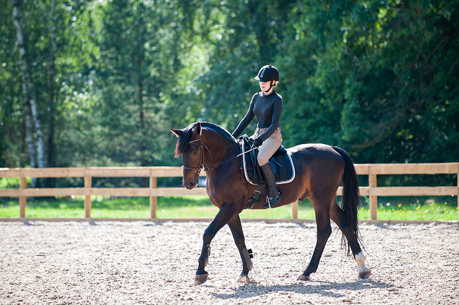 Pension pour chevaux, Lambesc