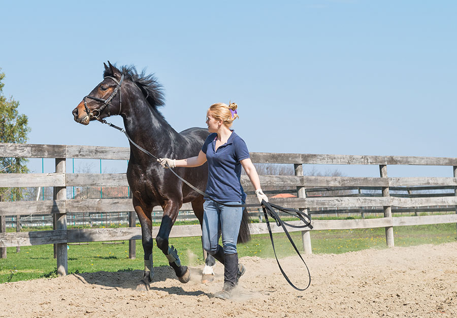 Pension pour chevaux, Istres