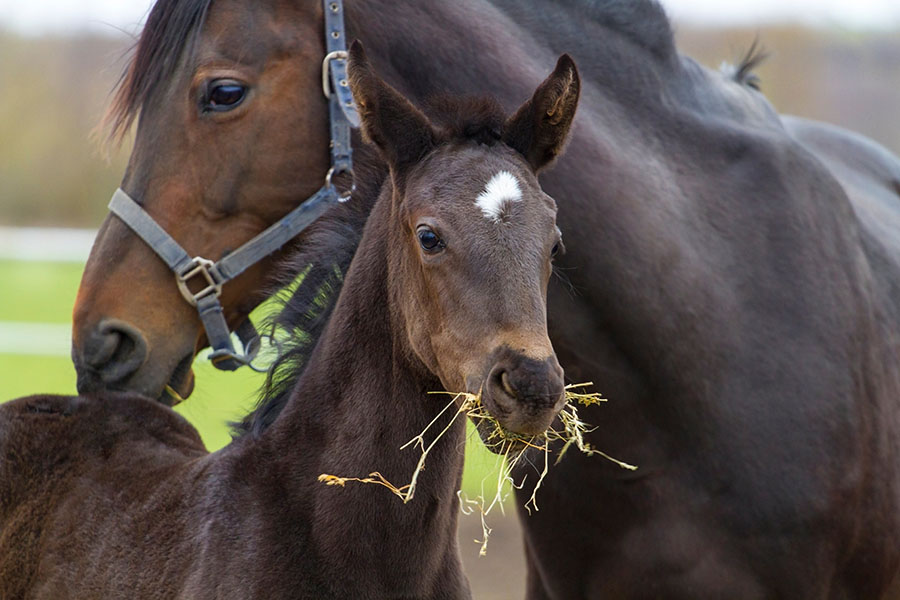 Quelle est la quantité de foin recommandée par jour pour un cheval ? Lamanon